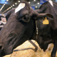 Illustration for article titled Lawmaker Says Pregnant Ladies are a Lot like Livestock